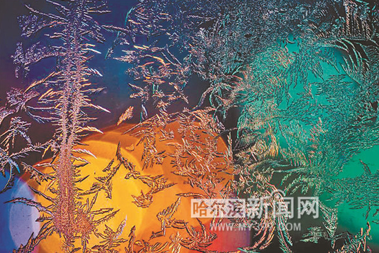 窗花。哈尔滨新闻网手机记者 残剑/摄