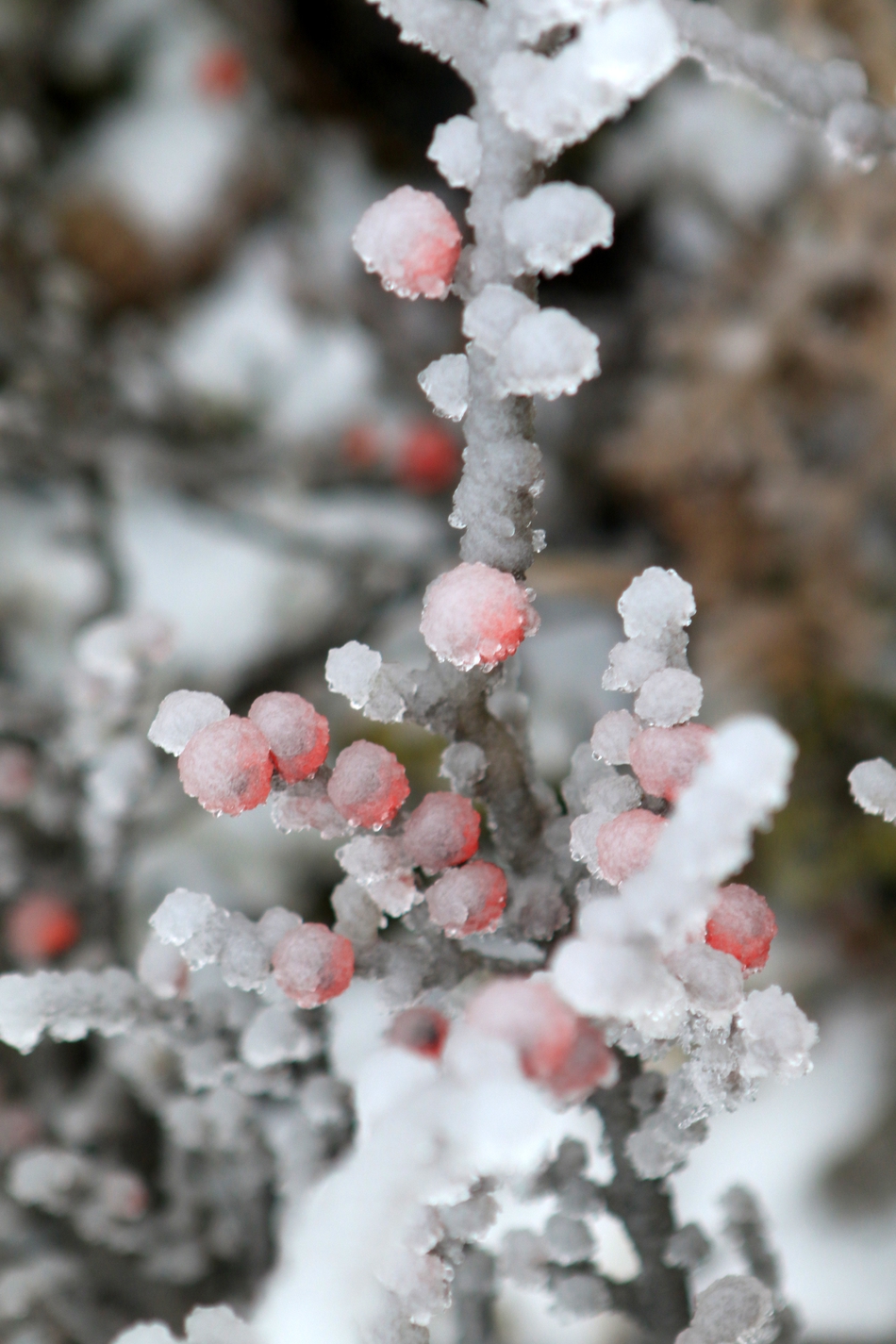 冰雪中的植物