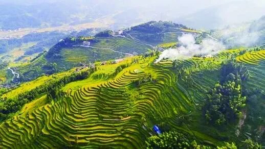 娄底紫鹊界梯田金黄的稻谷一望无际