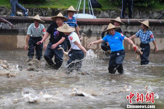  6月6日，湖南长沙世界之窗举行抢鸭子大赛，吸引了众多游客入水争抢。杨华峰 摄