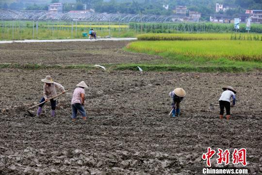 资料图:“白露”时节,广西农事忙。广西柳州市融安县长安镇大坡村,农民在田间翻地,准备种植秋冬作物 谭凯兴 摄