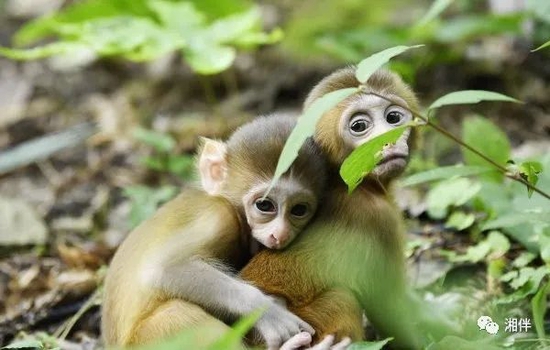 7月11日，张家界武陵源风景名胜区，野生小猕猴在森林中嬉戏玩耍，“萌态”可掬。