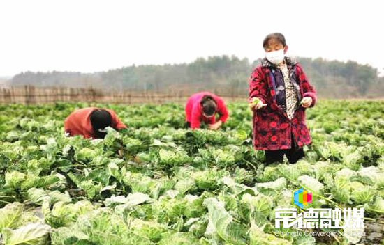 省级示范家庭农场鼎城区尧天坪镇小蜜蜂家庭农场的菜农正在采摘蔬菜。李丹 摄