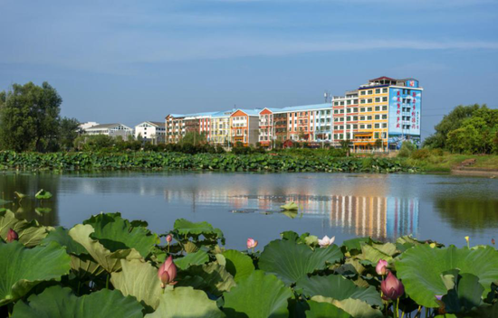 ▲湖南湘阴县鹤龙湖镇，绿叶翻波，风景如画。