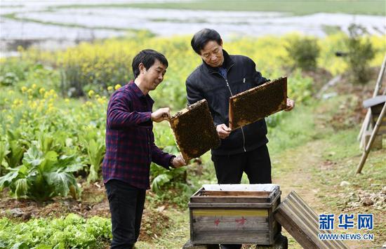 在浏阳市龙伏镇黄桥村,袁风格(左)和村民戴才非一起检查蜜蜂的繁殖情况(3月5日摄)。新华社记者 李尕 摄