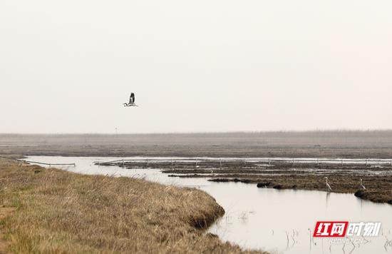 到达保护区的候鸟“先头部队”在湖面悠闲地飞翔。摄影 秦楼