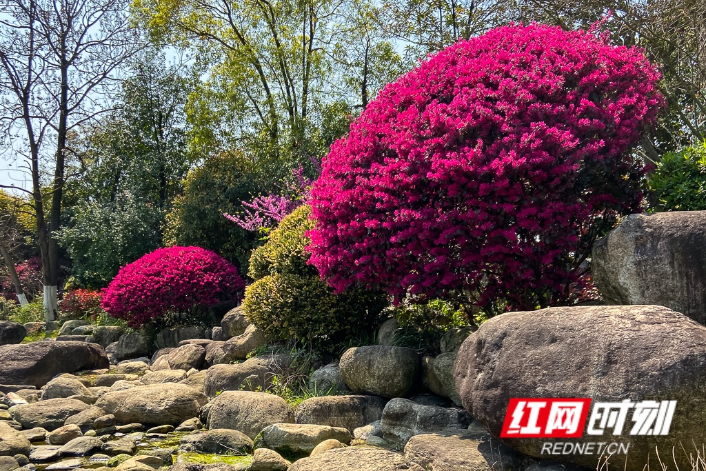 红花檵木是特产湖南的珍贵乡土彩叶观赏植物,中国特色花卉品牌产品之一。湖南红花檵木名闻中外,浏阳市更被誉为“中国红花檵木之乡”。图/李长宏