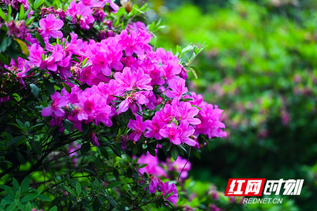 杜鹃花又名映山红,花色繁茂艳丽。图/李长宏