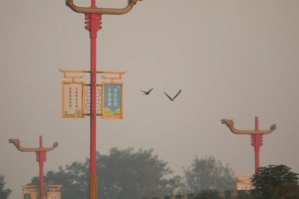 喜鹊追逐黑翅鸢