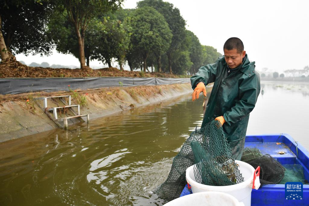 10月30日，蟹农在大通湖区河坝镇捕捞大闸蟹。新华社记者 陈振海 摄
