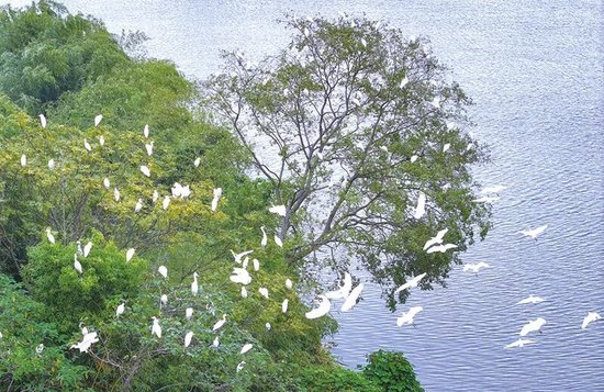 夹洲岛良好的生态环境，吸引了一大批白鹭栖息。