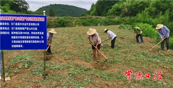 花椒产业示范基地。