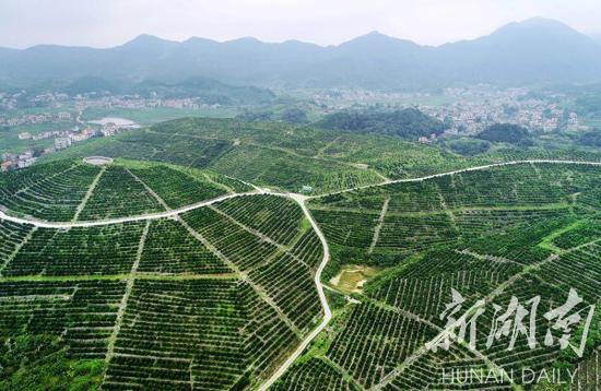 (7月8日,涟源市康橙农业科技开发有限公司现代化的玳玳酸橙种植基地绿意盎然。湖南日报·新湖南客户端记者 李健 通讯员 刘再丽 摄影报道)