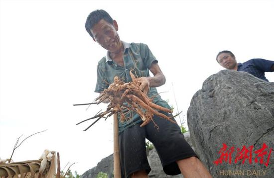 8月25日,邵东市斫曹乡梧桐村,贫困户村民蒋贵卿在挖芍药。 湖南日报·新湖南客户端记者 李健 摄