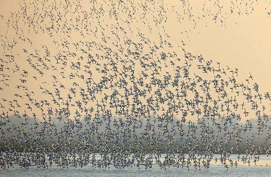 近5年来，来洞庭湖越冬的鸟类逐年增多。湖南省东洞庭湖国家级自然保护区管理局供图