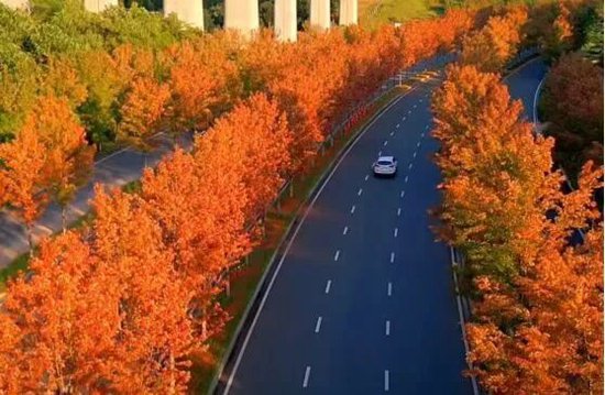 鱼形山标志性景观红枫大道