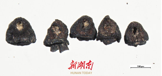 李家岗遗址灰坑中浮选出的驯化小穗轴