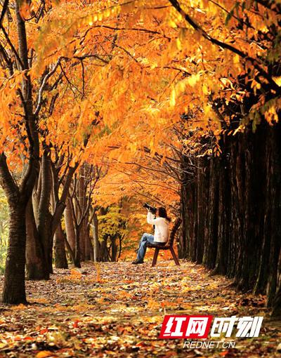 济州岛秋景。图片均为韩国旅游局提供。