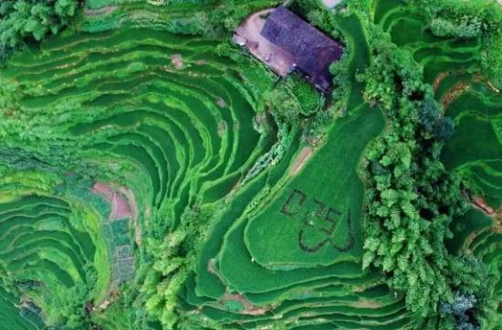 紫鹊界梯田夏景