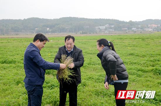 省农科院专家到长沙县路口镇查看前季水稻绿色控虫效果。