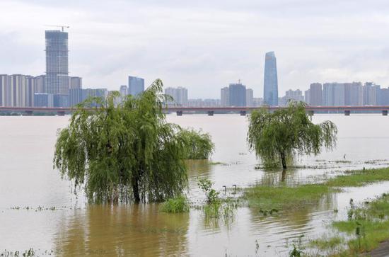 2021年5月23日,在赣江南昌段,由于水位上涨,一些树木泡在水里。(新华社记者 彭昭之 摄)