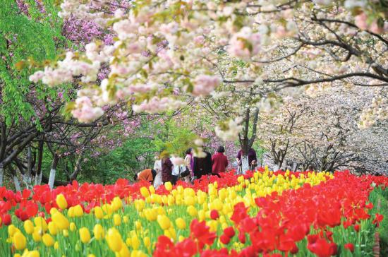 4月5日，湖南省森林植物园繁花盛放，吸引不少市民驻足拍照。 图/采访人员黎棠