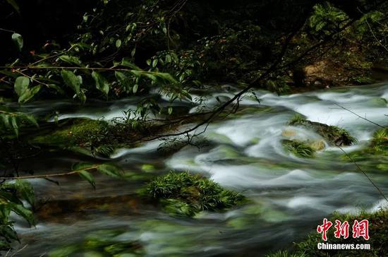 清澈见底的小溪,水声响彻山谷。吴勇兵摄