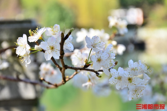 长沙望月公园山樱花开啦，来邂逅春日浪漫