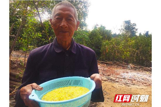 今年84岁的林爷爷从院里的老桂花树上采摘了半盆桂花。
