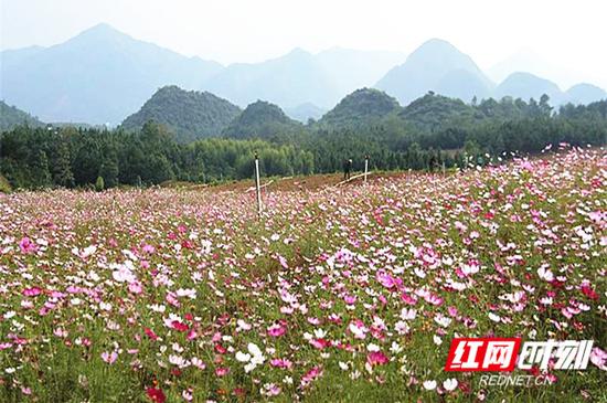 在3000亩绿油油的茶园中显得格外耀眼，却又如此相融，仿佛是绿色大地胸襟上的领花帽沿边的装饰，如凡高在茶园泼下了浓重的一笔。