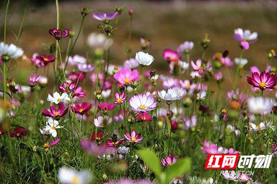 游人纷沓而至徜徉在这片花海，尽享风景、山色、花影在大地上，交织出的一幅美丽彩绣画卷！