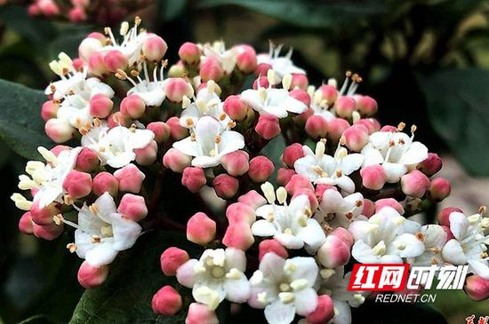 琼花为媒 长沙紫凤公园千里“联姻”牵手扬州瘦西湖