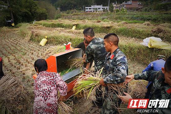 武警官兵帮助村民抢收晚稻。