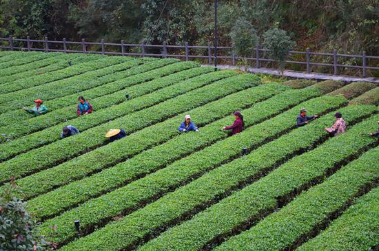 图为湖南省沅陵县界亭驿村茶农在修剪茶树。（人民网 记者李源 摄）