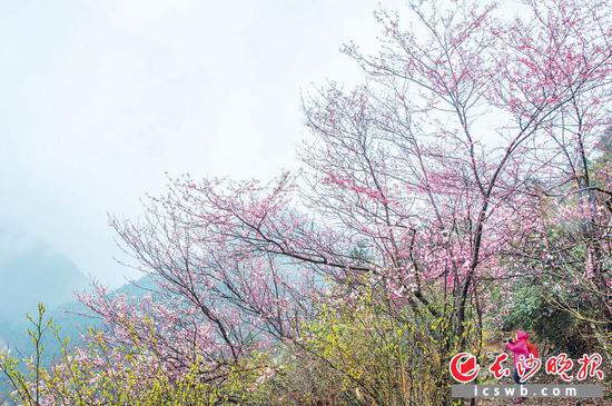 瓦子寨漫山遍野的山樱,吸引着人们远道而来