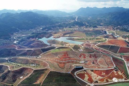 (2021年2月1日,起伏延绵的安化县茶乡花海生态体验园。该园为周边居民提供了就业创业机会。湖南日报·新湖南客户端记者 李健 摄)