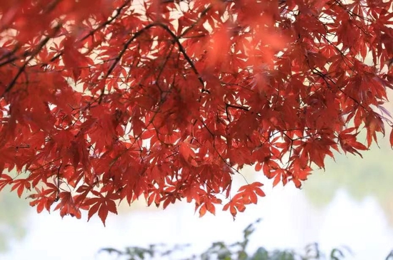△湖南省植物园的香枫。图源:湖南省植物园微信公众号