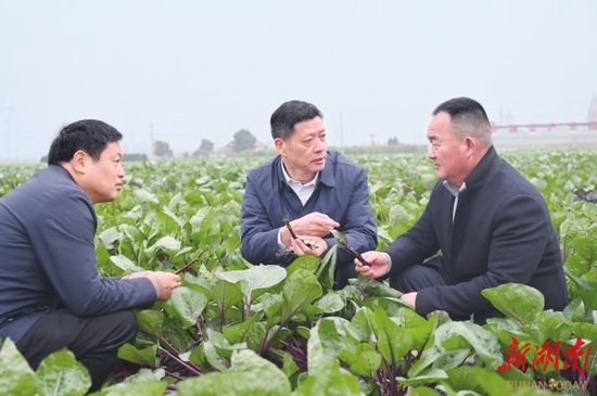 王先波（中）在了解菜薹产业发展情况。湖南日报全媒体记者 鲁融冰 摄