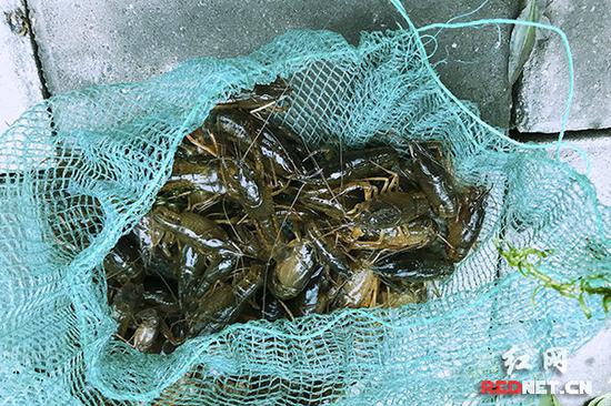 小龙虾种苗。湖南省内主要供苗基地为南县,全年生产虾苗8500吨。