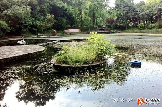 水面被水藻覆盖，这处池塘变成了“死水一潭”。（网友供图）