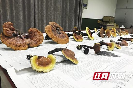 灵芝群数目30余个,是迄今为止湖南发现最大野生灵芝群。