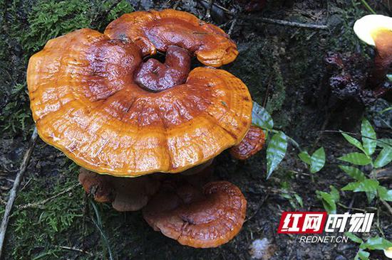 5月12日,宁乡市中药资源普查队意外发现了野生灵芝群。