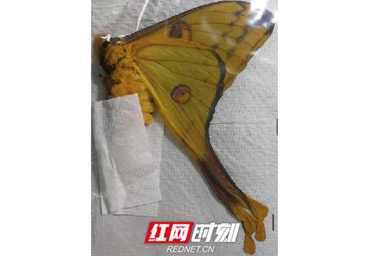 彗星飞蛾标本。