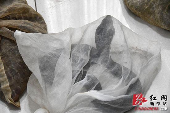 图为眼镜王蛇。