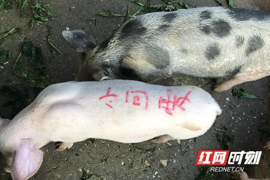 突发奇想的猪哥还会在小猪身上写上朋友们的名字表示感谢。