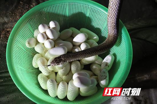 母蛇正在产蛋。