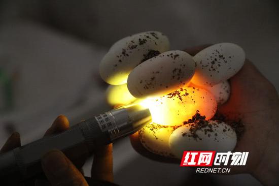 正在孵化的蛇蛋。