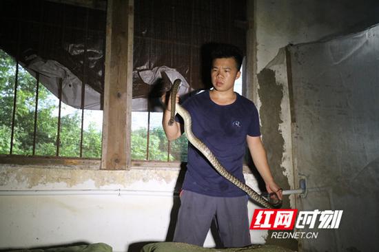 弟弟徐鹏翔展示刚产蛋的母蛇。