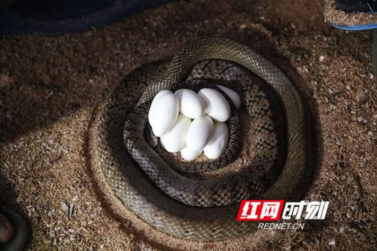 已经受精的蛇蛋。