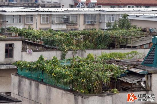 一片片的楼顶菜园就好像空中的“开心农场”。(网友供图)